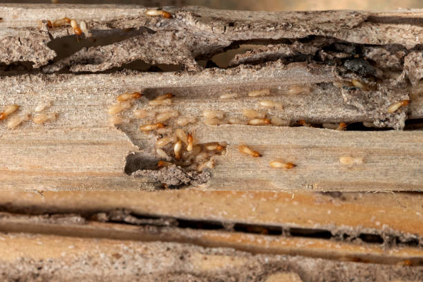 Flea Control Services in Oriskany, NY