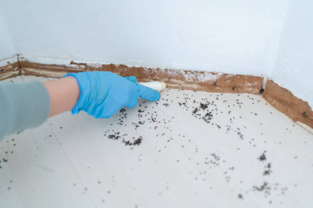 Best Insect Control  in Oriska, NY